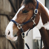 Plaited Nylon halter navy Cob