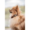 Dog collar pearl turquoise 60cm