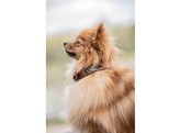 Dog collar pearl turquoise 60cm