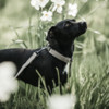 Dog Collar Lizard beige S 28-40cm