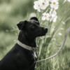Dog Collar Lizard beige S 28-40cm