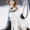 Dog Collar Pied-de-Poule black XS 25-38cm