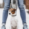 Dog Lead Pied-de-Poule black 2m
