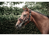 Nylon Sheepskin Shipping halter Brown Pony