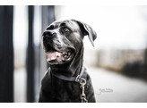 Dog Collar loop grey XL 60cm