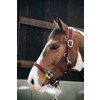 Plaited Nylon halter bordeaux Cob