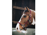 Plaited Nylon halter bordeaux Cob