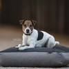Kentucky Dog Bed soft pillow