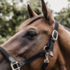 Plaited Nylon halter black Cob