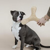 Dog toy pastel boomerang beige