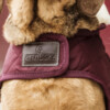 Dog Coat bordeaux S 35