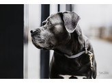 Dog Collar loop grey L 50cm
