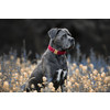 Dog Collar corduroy red XL 45-75cm