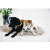 Kentucky Dog Collar velvet