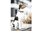 Dog Collar velvet leather L 62cm