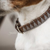 Dog Collar triangle XS 37cm