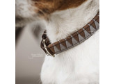 Dog Collar triangle XS 37cm