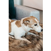 Kentucky Dog Collar wool