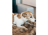 Dog Collar wool beige XL 45-75cm