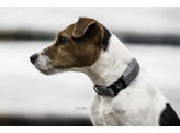Dog Collar reflective L 42-68cm