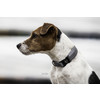 Dog Collar reflective XL 45-75cm