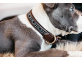 Dog Collar Handmade Pearls silver S 36-42cm