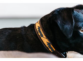 Dog Collar Handmade Pearls orange/black S 36-42cm