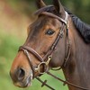 Trainingsbridle incl reins Brown Full HFI