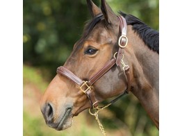 Grooming headcollar