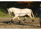 Lunge Rope Cotton