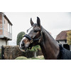 Glitter stone halter black cob