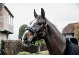 Glitter stone halter black cob