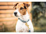 Dog Collar velvet light blue  XXS 18-26cm