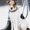 Dog Collar Pied-de-Poule black L 42-68cm