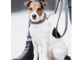 Dog Collar Pied-de-Poule black L 42-68cm