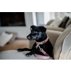Dog Collar wool light-pink XS 25-38cm