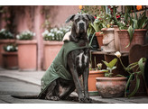 Dog coat waterproof olive green L 56