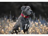 Dog Collar corduroy red L 42-68cm