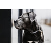 Dog Collar loop grey XS 35cm