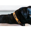 Dog Collar Handmade Pearls orange/black ML 50-60cm
