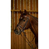 Flash noseb Bridle With Snap Hooks Black Full WC